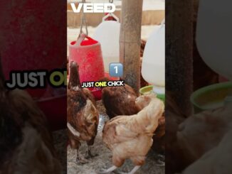 "Start a Profitable Chicken Farm at Home | Easy AI Tips for Beginners!" #chicken #youtubeshorts
