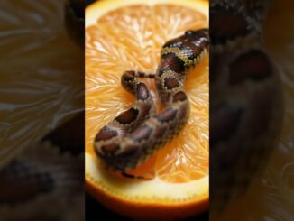 Surprise Orange Snake - #wildlife #viralvideo #snake #usvisa #news #childern #2025news #fashion #ai
