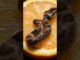 Surprise Orange Snake - #wildlife #viralvideo #snake #usvisa #news #childern #2025news #fashion #ai