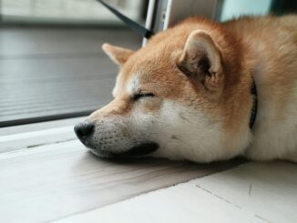 Dogecoin