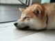 Dogecoin