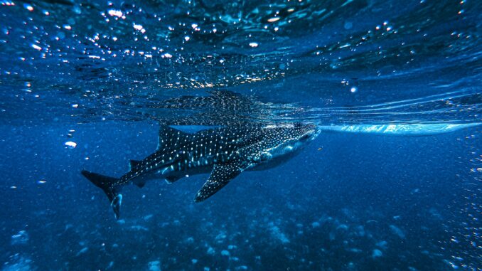 Crypto Whale Send Message With Massive 44M XRP Transfer crypto