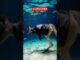 Skippy Scuba Diving #ai #funny #sydney #fyp #vlog #australia #news #scuba diving #beach #water #usa
