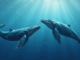 Story (IP) surges after whales buy 16M tokens